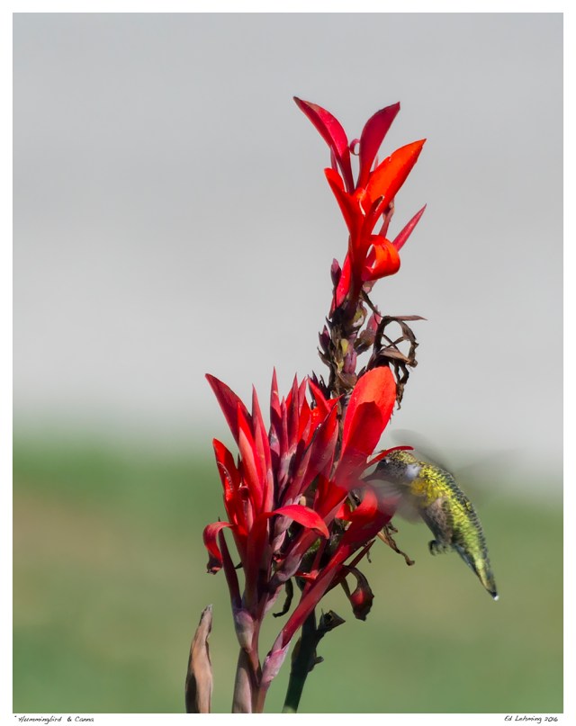 hummingbird-canna