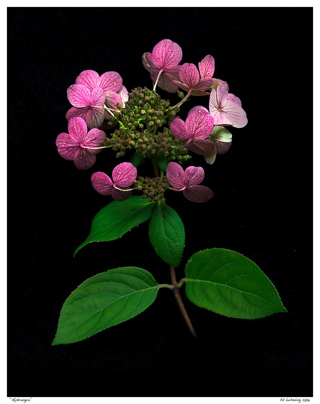 “Hydrangea”