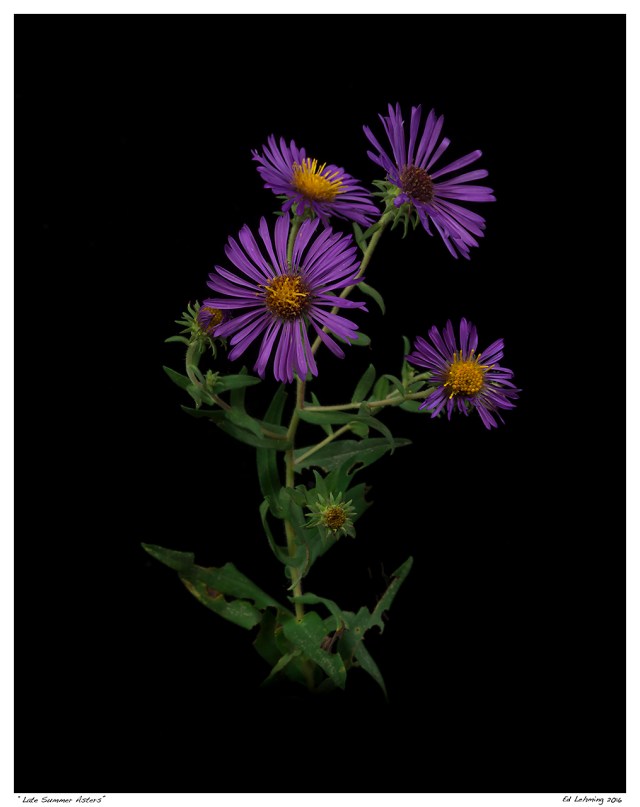 “Late Summer Asters”