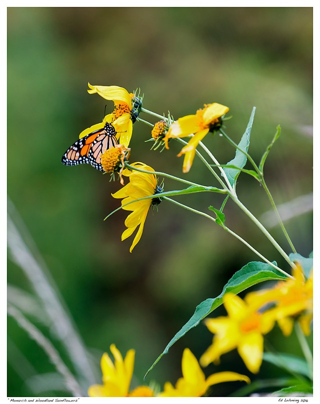 “Monarch and Woodland Sunflowers”