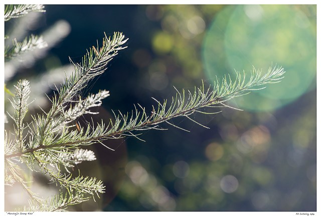 “Morning’s Sunny Kiss”