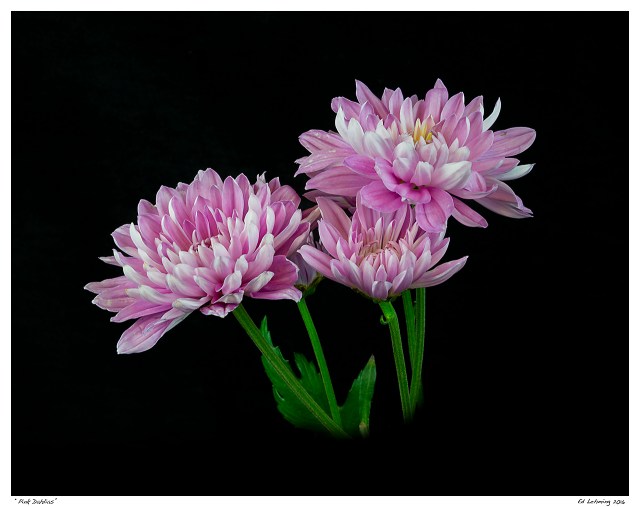 “Pink Dahlias”