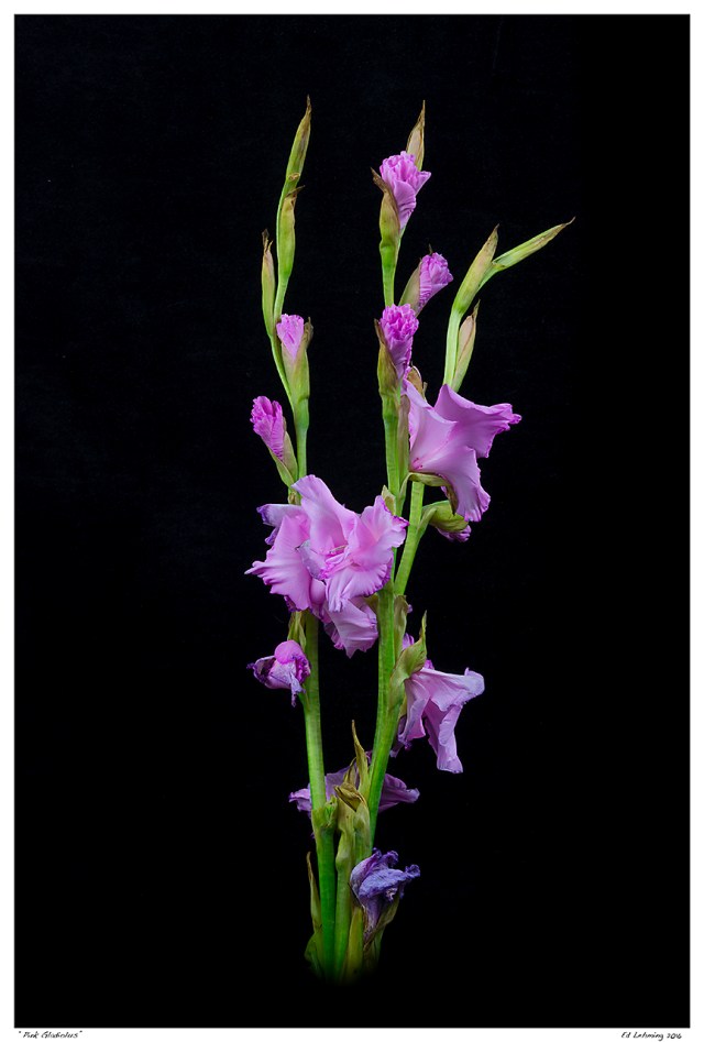 “Pink Gladiolus”