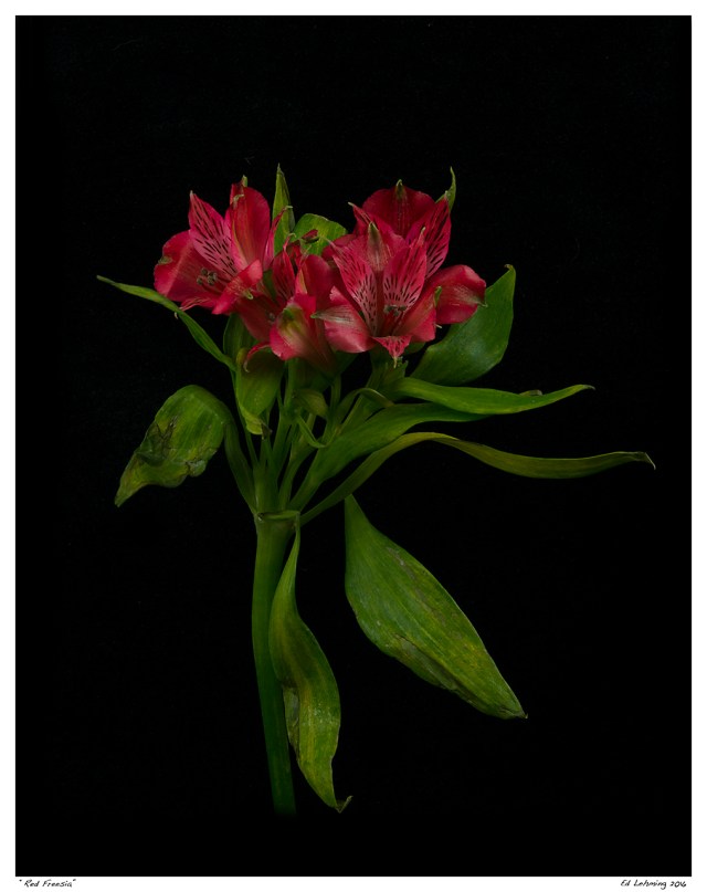 “Red Freesia”