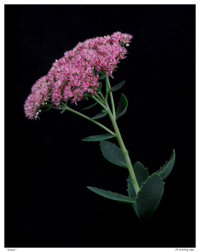 “Sedum”