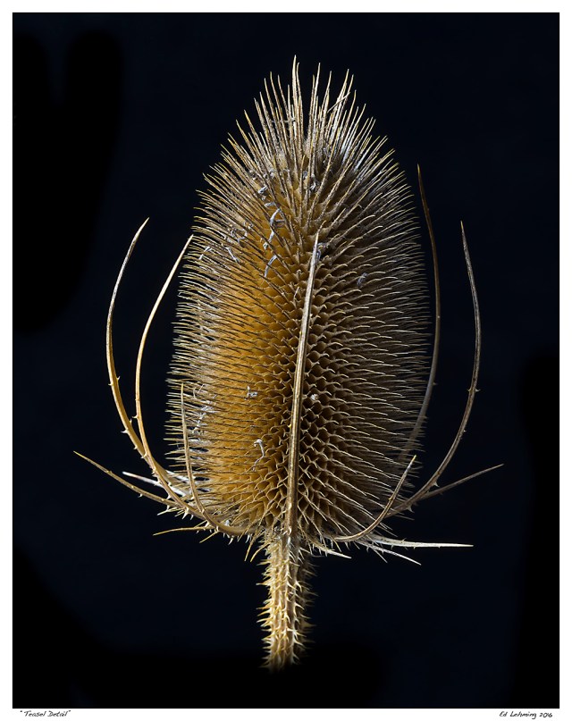 “Teasle Detail”