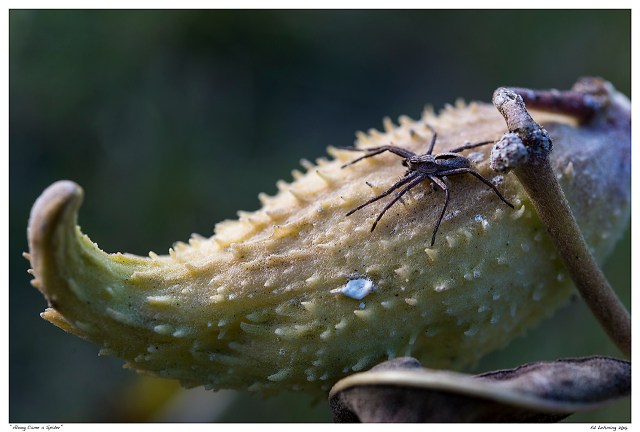 “Along Came a Spider”
