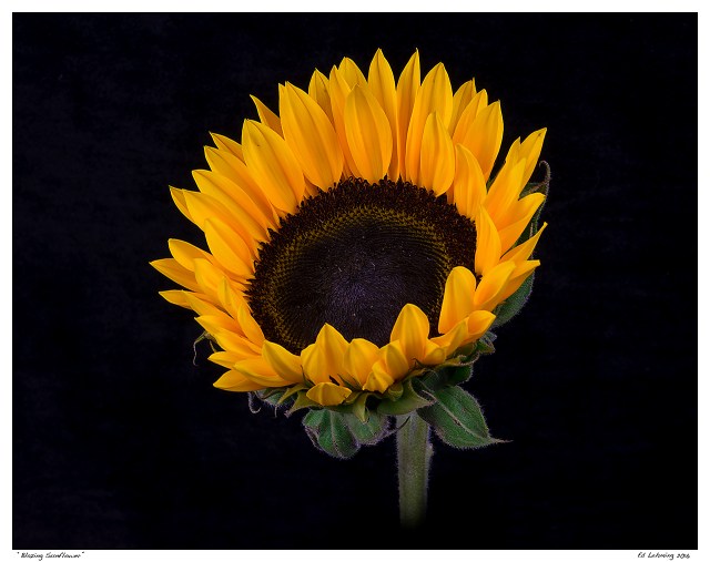 “Blazing Sunflower”