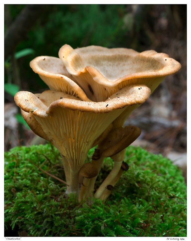 “Chanterelles”