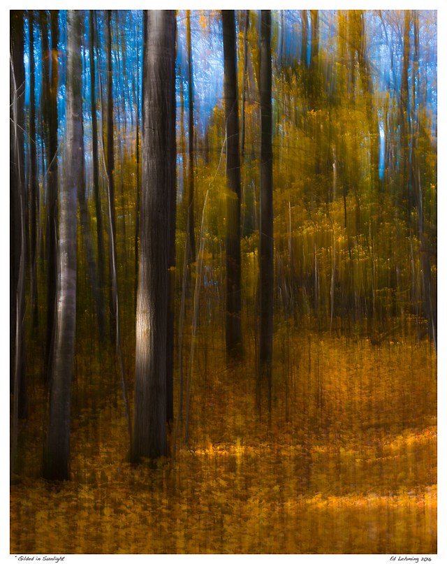 “Gilded in Sunlight"