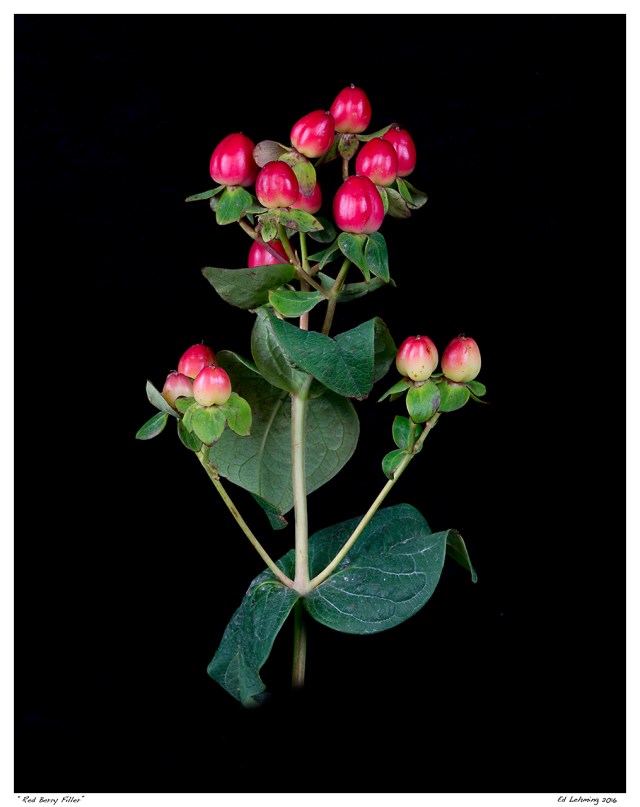 “Red Berry Filler”