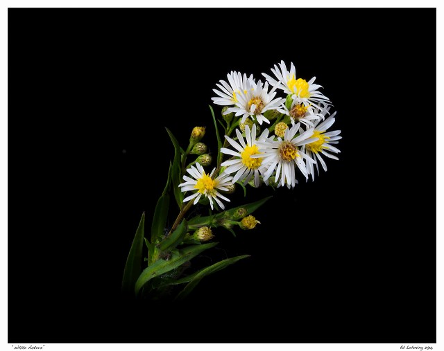 “White Asters”