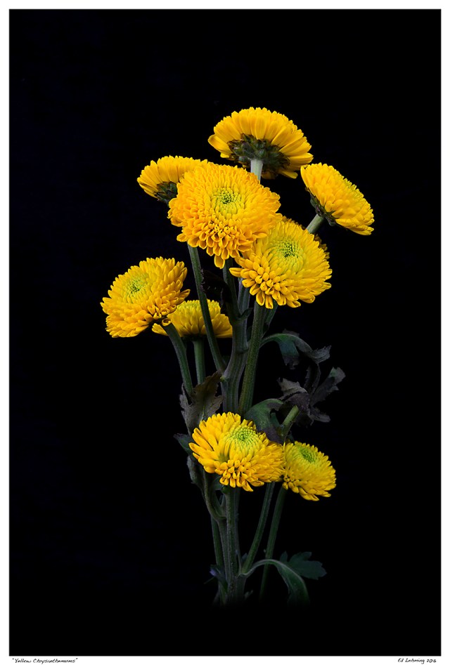 “Yellow Chrysanthemums”