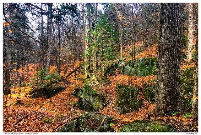 "November's Golden Litter" - Hermon, Ontario