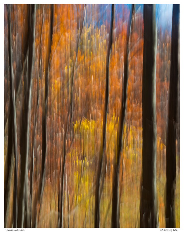 “Ablaze with Life”