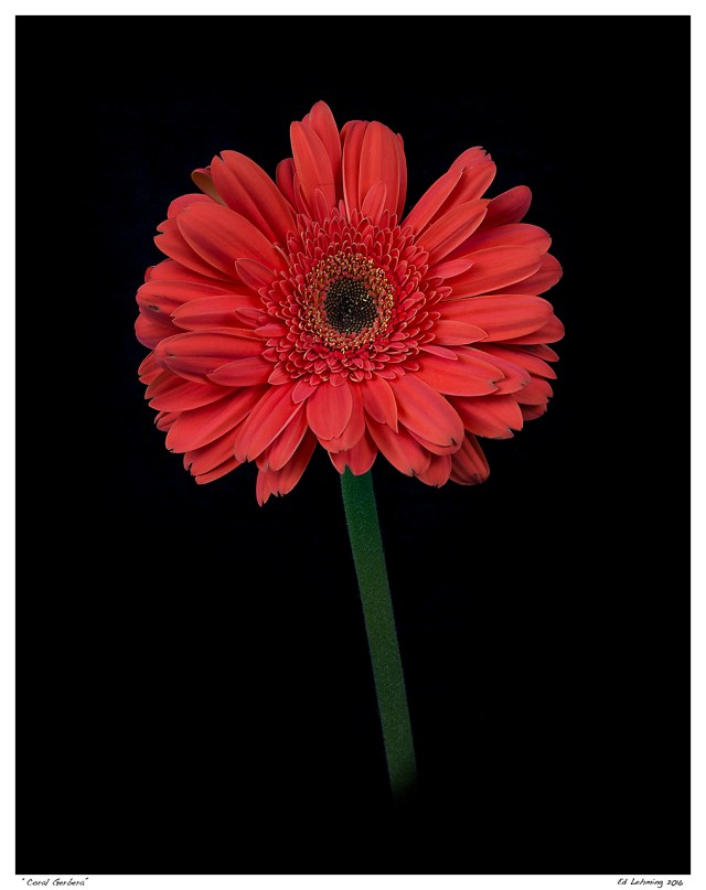“Coral Gerbera”