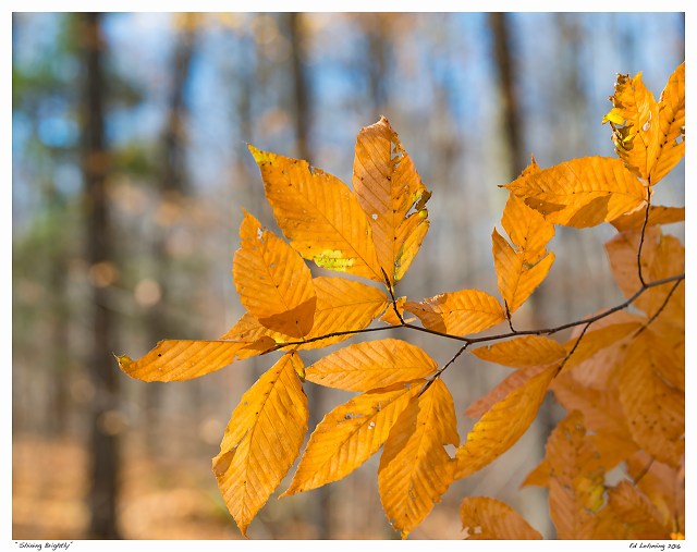 “Shining Brightly”