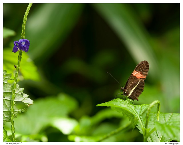 “So near, and yet...”