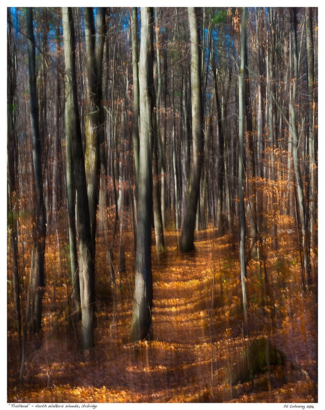 “Trailhead” - North Walkers Woods, Uxbridge