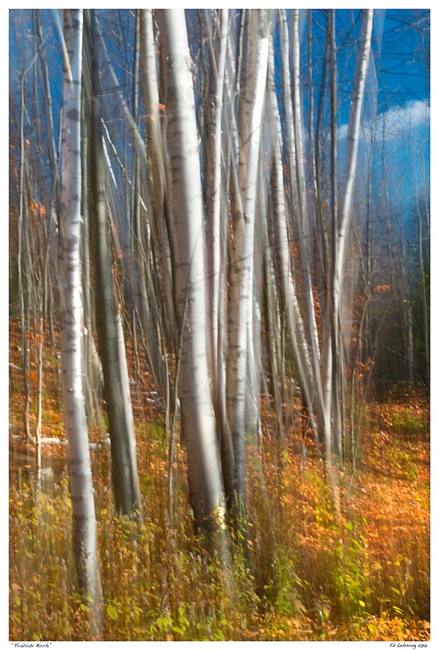 “Trailside Birch”