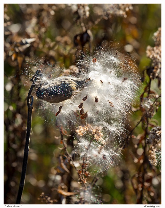 “Warm Fuzzies”.jpg