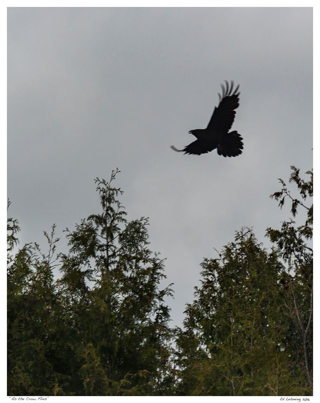 “As the Crow Flies"