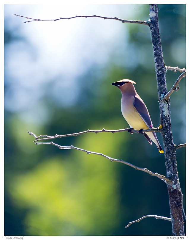 “Cedar Waxwing”
