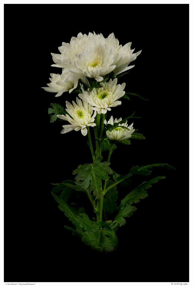 “Christmas Chrysanthemum”