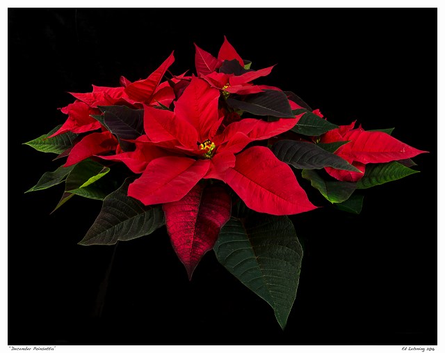 “December Poinsettia”