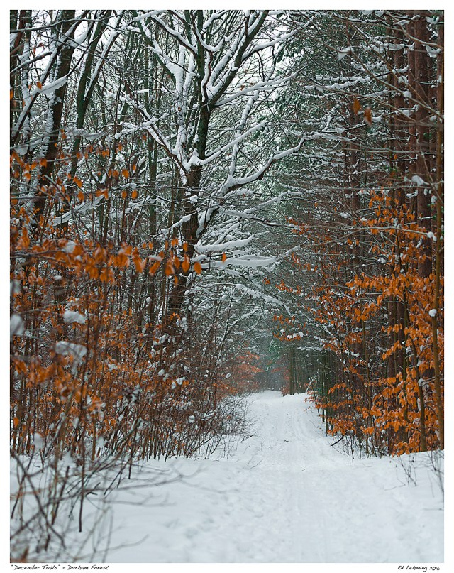 “December Trails” - Durham Forest