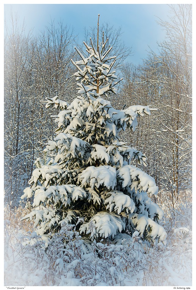 “Frosted Spruce”