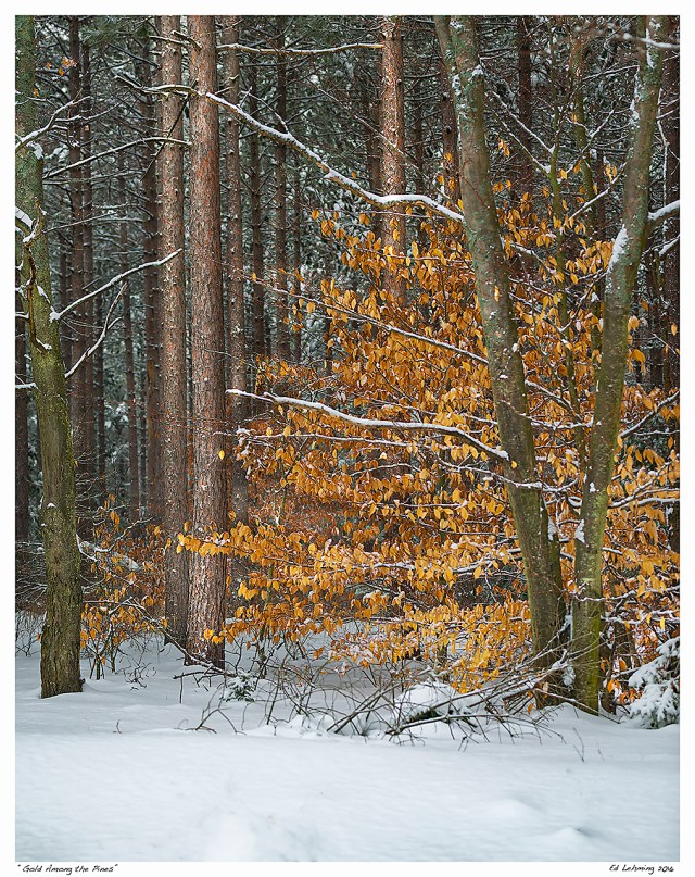 “Gold Among the Pines”