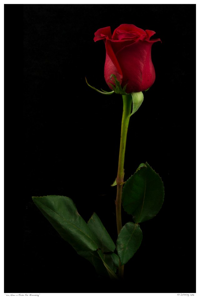 “Lo, How a Rose E'er Blooming”