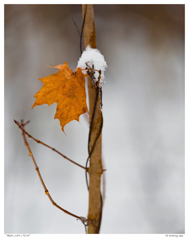 “Maple, with a Twist”