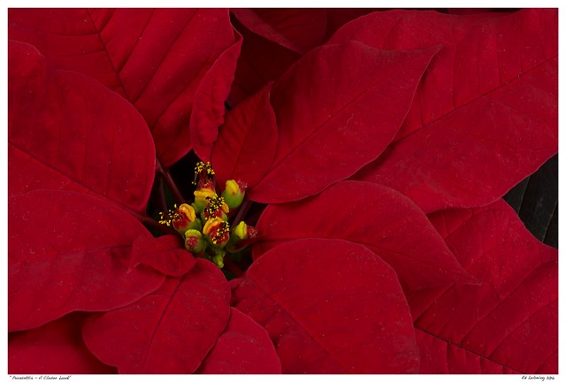 “Poinsettia - A Closer Look”