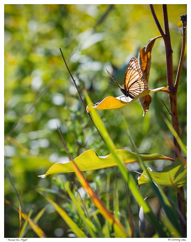 “Poised for Flight”