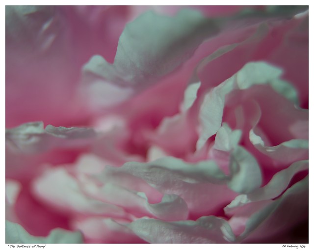 “The Softness of Peony”