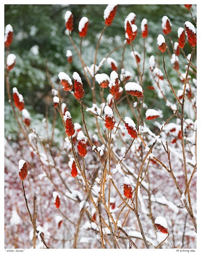 “Winter Sumac”