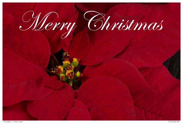 “Poinsettia - A Closer Look”