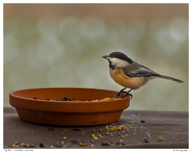 “Big Bite” - Chickadee with Seed