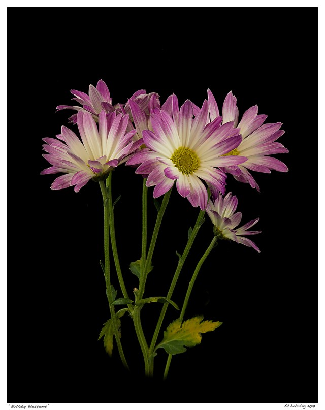 “Birthday Blossoms”