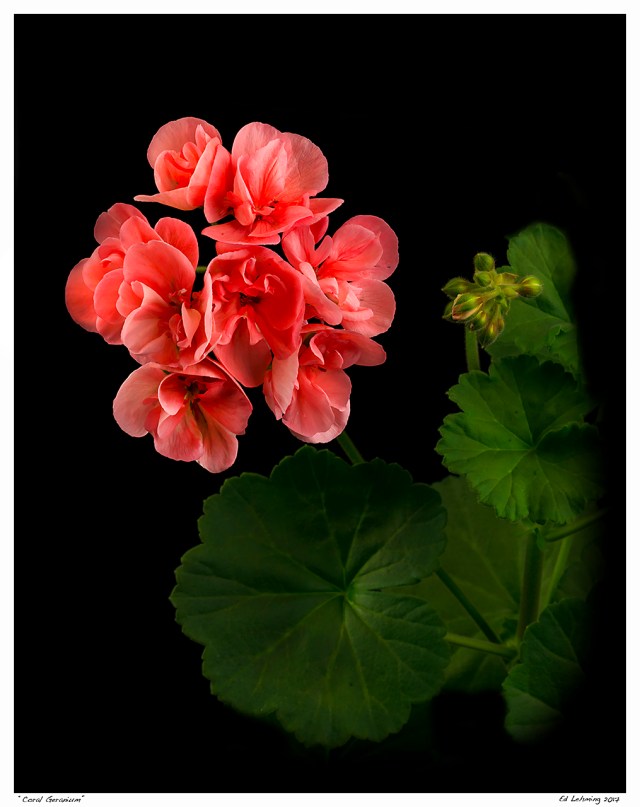 “Coral Geranium”