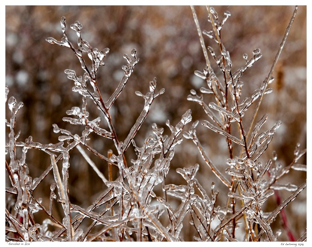 “Enrobed in Ice”