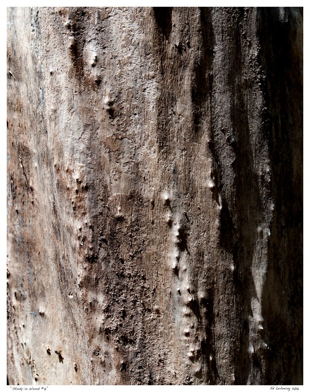 “Study in Wood #7”