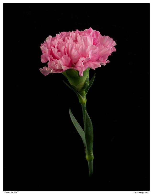 “Pretty In Pink”