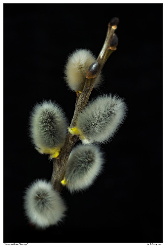 “Pussy Willow Close Up”