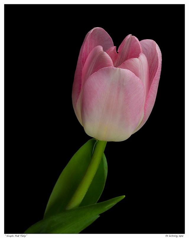 “Simple Pink Tulip”