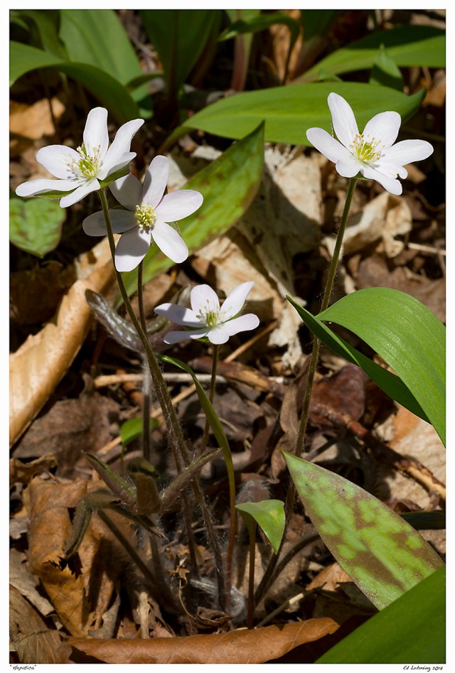 “Hepatica”