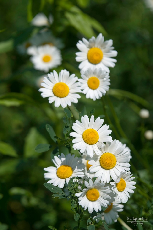Daisy Cluster