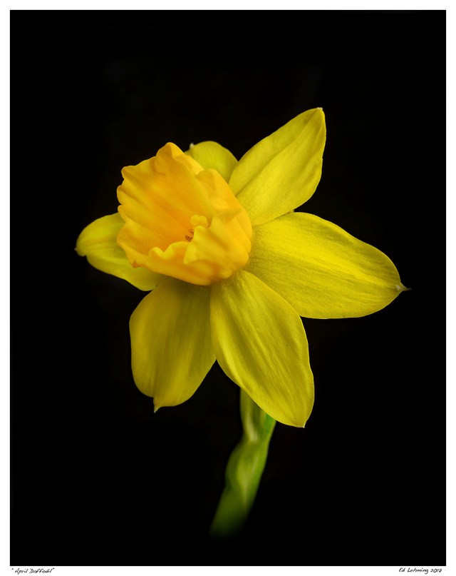 “April Daffodil”